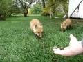 videos de red fox kit puppy cape breton nova scotia