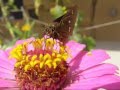 videos de Skipper Butterfly on Coneflower