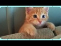Crazy Couch Pets! Animal Idol 004