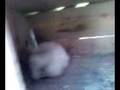 Les lapins de Nadége