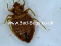 Closeupofalivebedbug.mpg Closeupofalivebedbug.mpg