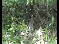 Mutiara Taman Negara Wildlife Mutiara Taman Negara Wildlife