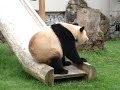 Cute Panda Itching On Slide