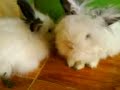 kelinci angora prancis at cianjur