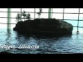 Shedd Aquarium