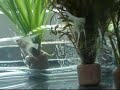 Angelfishes