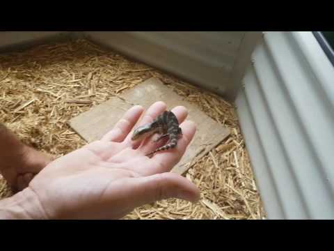 YouTube reptile video