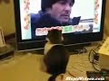 GATTO IMPRESSIONATO