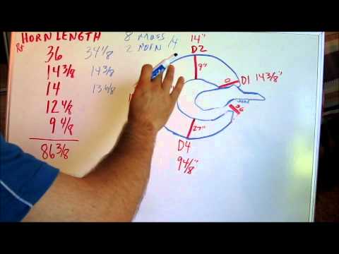 how to measure aoudad horns