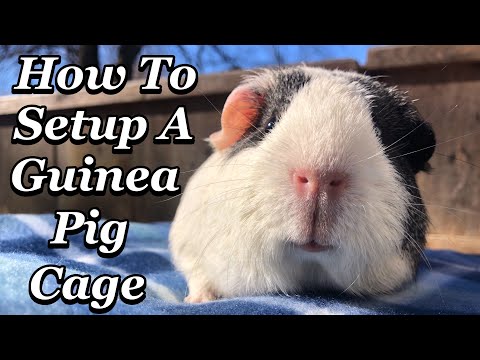 video-linktoworks-How To Setup A Guinea Pig Cage!