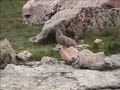 White-tailed Ptarmigan