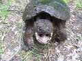 A huge snapping turtle backing me down.