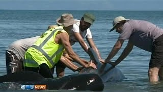 Yeni Zelanda'da yaklaşık 200 balina karaya vurdu