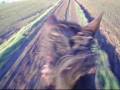 Riley Thinks He's Still A Racehorse . . . .