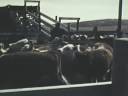 Two Steaks, part 1