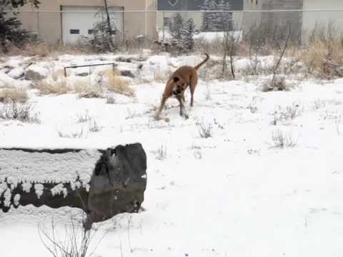 Shasta Plays with Stick