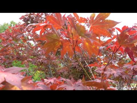 how to transplant xanthorrhoea australis