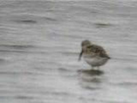 Curlew Sandpiper (Calidris ferruginea)