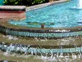 Bird Taking a Bath in a Fountain