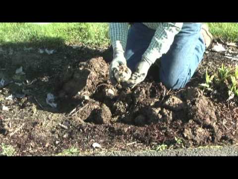 how to replant lily bulbs