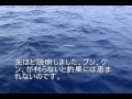 ティップランエギング　イン　鹿児島　釣りガール爆釣！