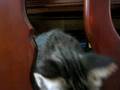 videos de Rawr