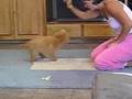 Naki - Nova Scotia Duck Tolling Retriever -11wks