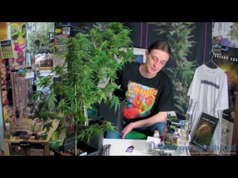 how to grow autoflowering cannabis