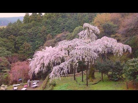 cherry car