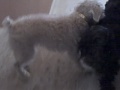videos de Rosie and Coco are FINALLY active!