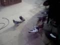 Pigeons kaftar shiraz 1
