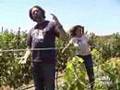 Wine Makers - THE SOURCE - Manfred Krankl -SQN