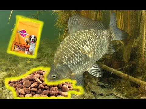 ловля карася на свет ловля карася на свет
