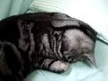 おじぎ猫のブログhttp://yamitaro.jugem.jp/
