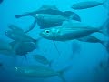 Tenerife Diving with Rays