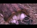 stemningsbilleder - Efteraar.mpg