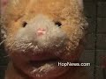 Hopkinton Animatronics Show (PART 1) Hopkinton Animatronics Show (PART 1)