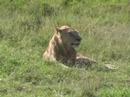 Masai Mara