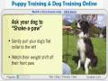 Puppy Training and Dog Training