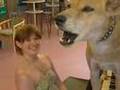 Meet the singing Dingo - bizarre!