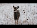 Deer at Wind Cave National Park