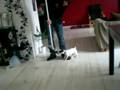 balayage avec un jack russel