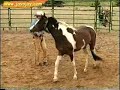 Horse Training Video: 7 of 12 Horse Training Video: 7 of 12