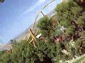 Tatsu Roller Coaster Tatsu Roller Coaster