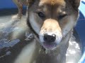 come with us on a journey of adventure. instead of going on vacation, shiba hunt is given the daunting task of hiding from the evil dog trainer, caesar salad. does shiba hunt make it? find out.