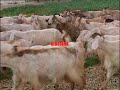 Taranto: pecore alla diossina
