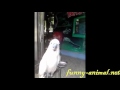 White parrot eating peanut White parrot eating peanut