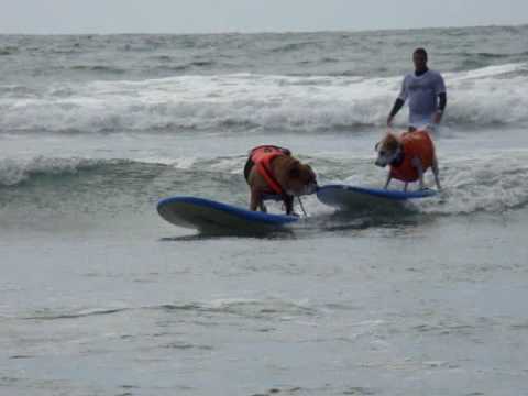 Buddy, el campeón de torneo surf en EE.UU.