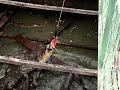 crocodile feeding - fight for a catfish, Cambodia [WARNING: GORE, sensitive viewers please abstain]