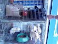 Cachorrinho presos em gaiolinha do PET dia e noite
